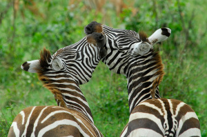 Kike Calvo picture Exploring Lake Nakuru in Kenya